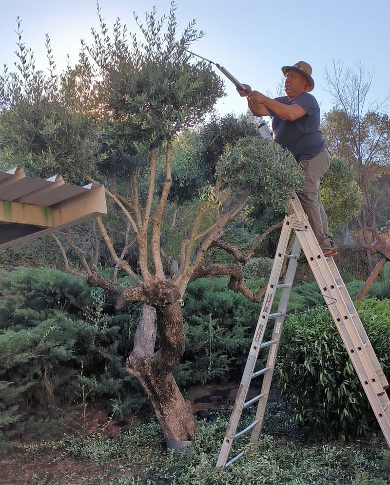 Alejandro Pereira, trabajos de poda