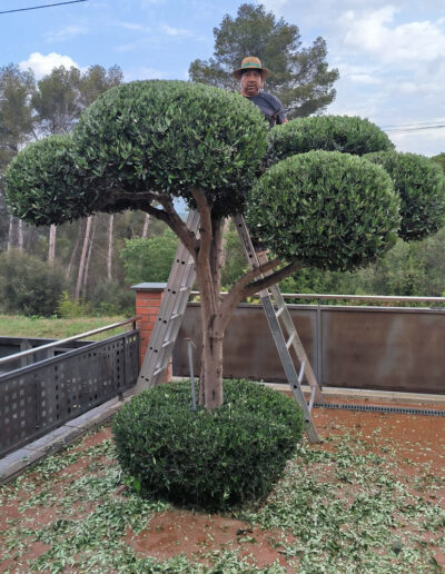 Poda arbol con forma