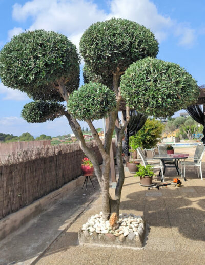 Poda arbol con forma